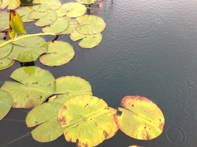 blog - water lilies